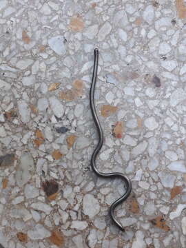 Image of Argentine Blind Snake