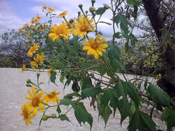 Image de Tournesol mexicain