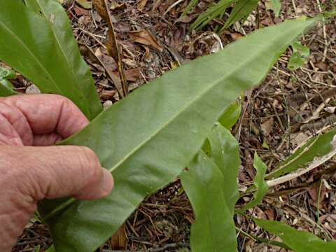 Image de Microsorum punctatum (L.) Copel.