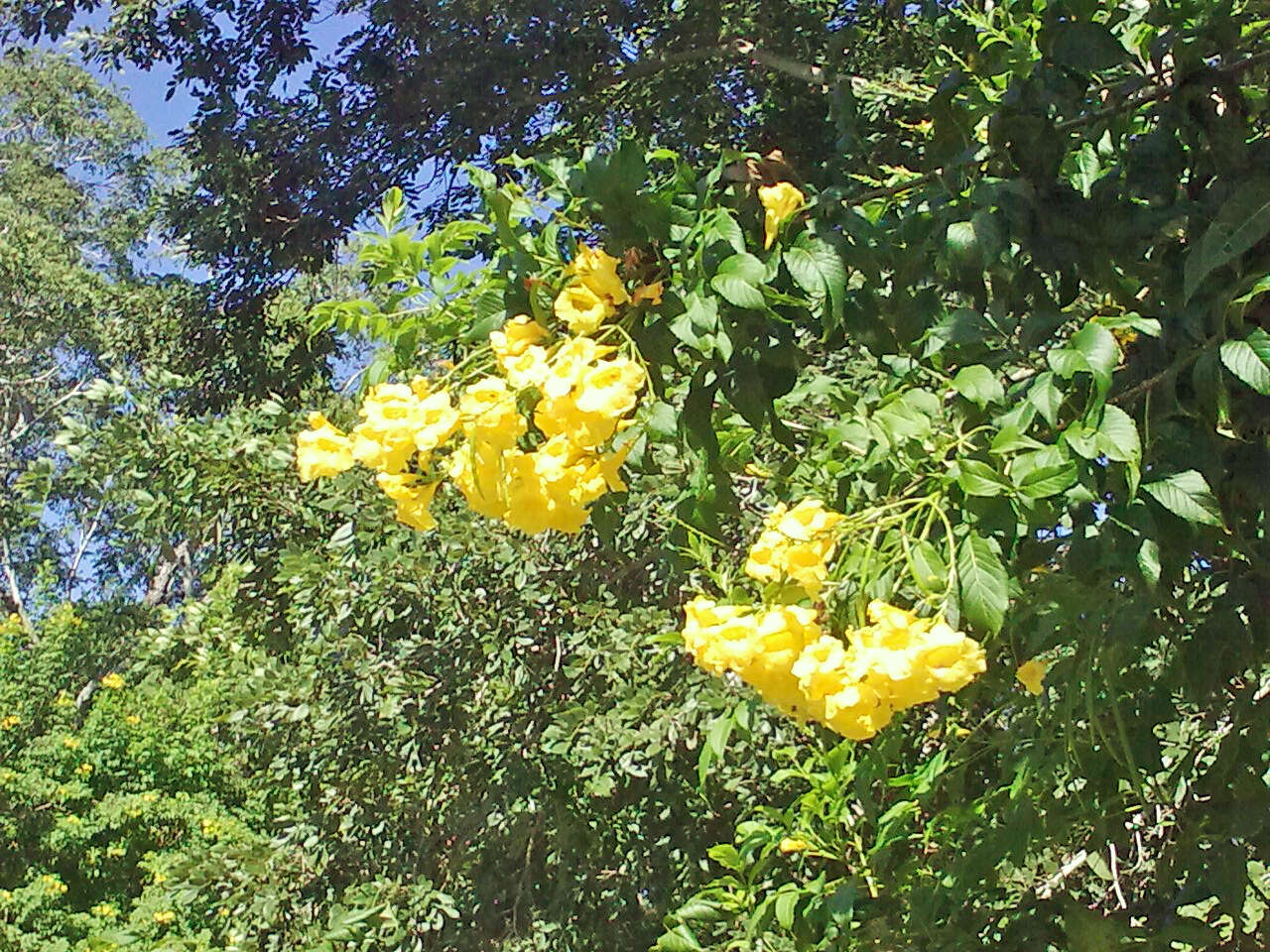 Image of Yellow bells