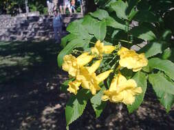 Image of Yellow bells