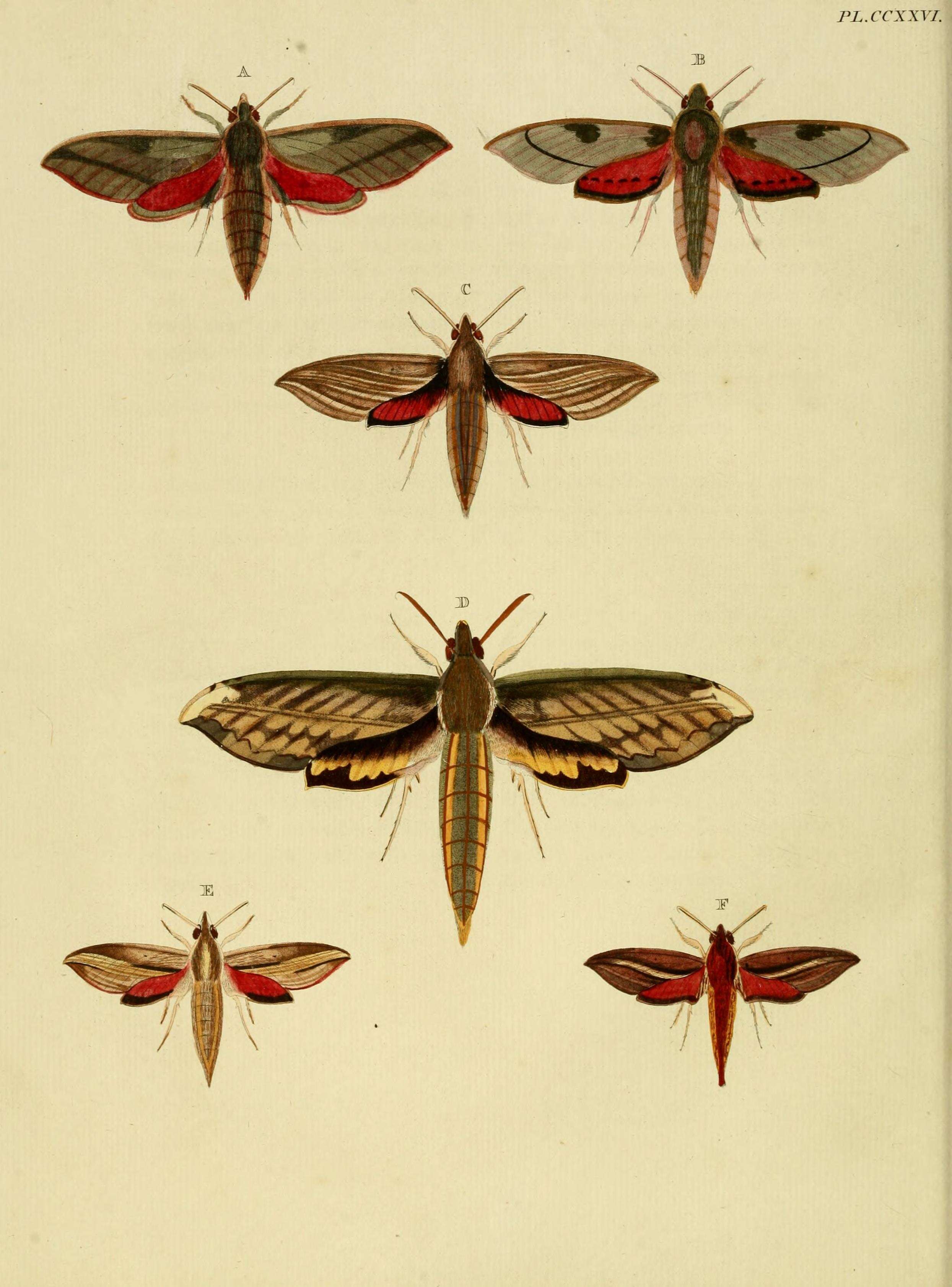 Image of Theretra capensis (Linnaeus 1764)