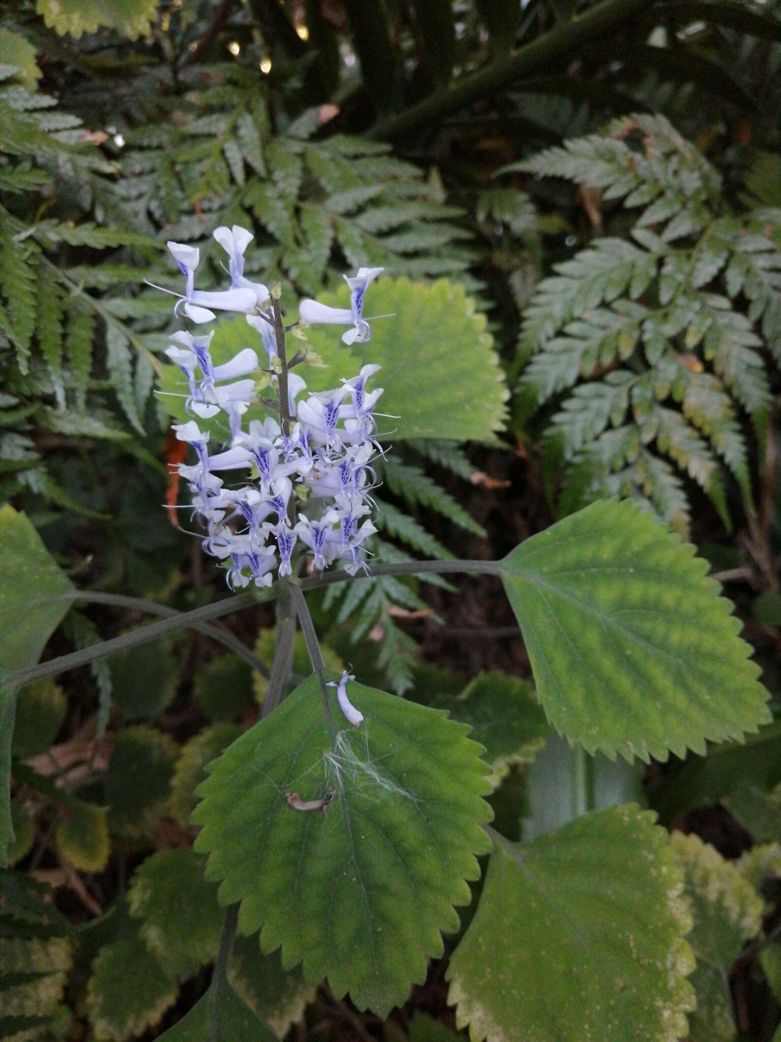 Image of Plectranthus zuluensis T. Cooke