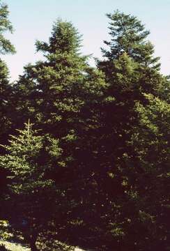 Image of Grecian Fir