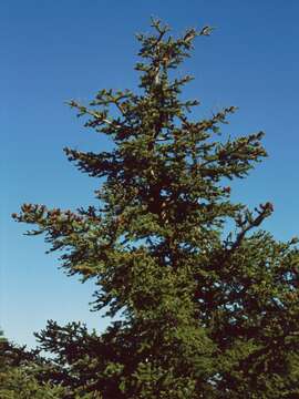 Image of Grecian Fir