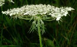 Image of Queen Anne's lace