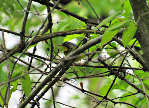 Image of Canada Warbler