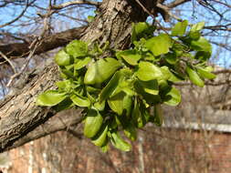 Imagem de Phoradendron leucarpum (Raf.) J. L. Reveal & M. C. Johnston