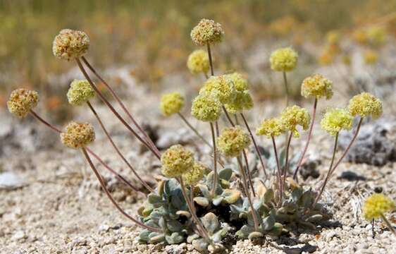 Imagem de Eriogonum argophyllum Reveal