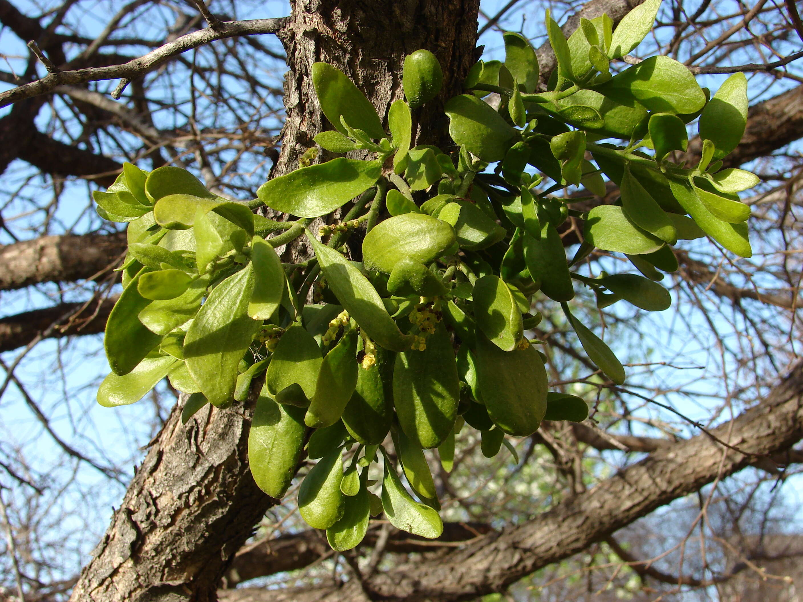 Imagem de Phoradendron leucarpum (Raf.) J. L. Reveal & M. C. Johnston