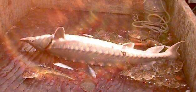 Image of Gulf Sturgeon