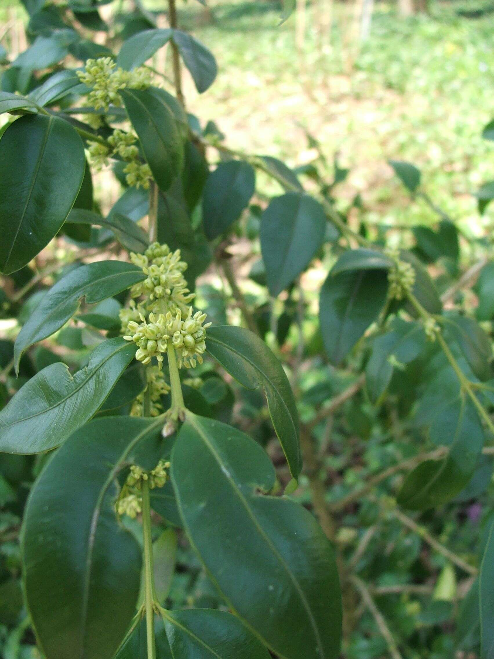 Image of Boxwoods