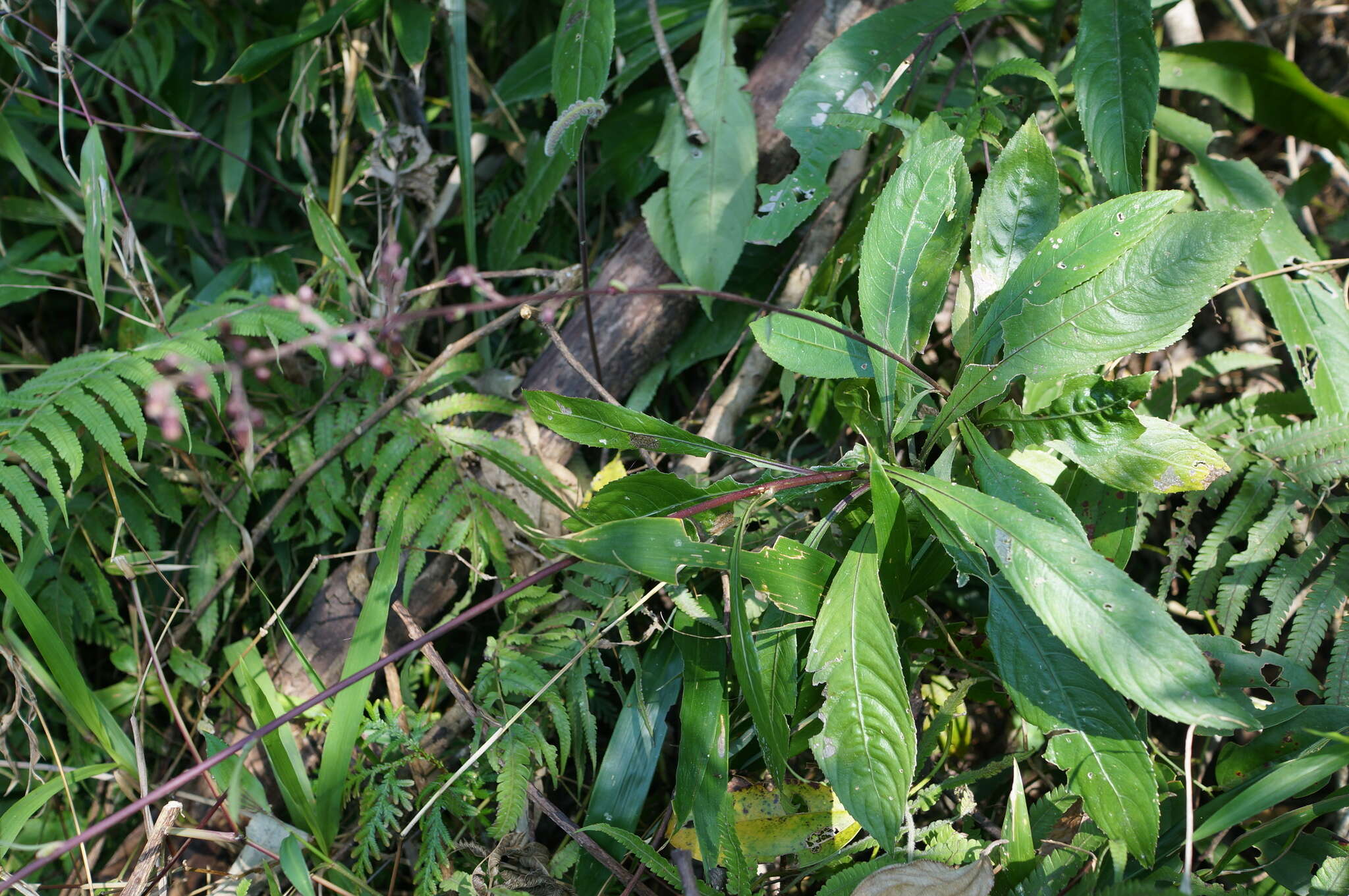 Image of Blumea lanceolaria (Roxb.) Druce