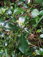 Plancia ëd Palicourea boqueronensis