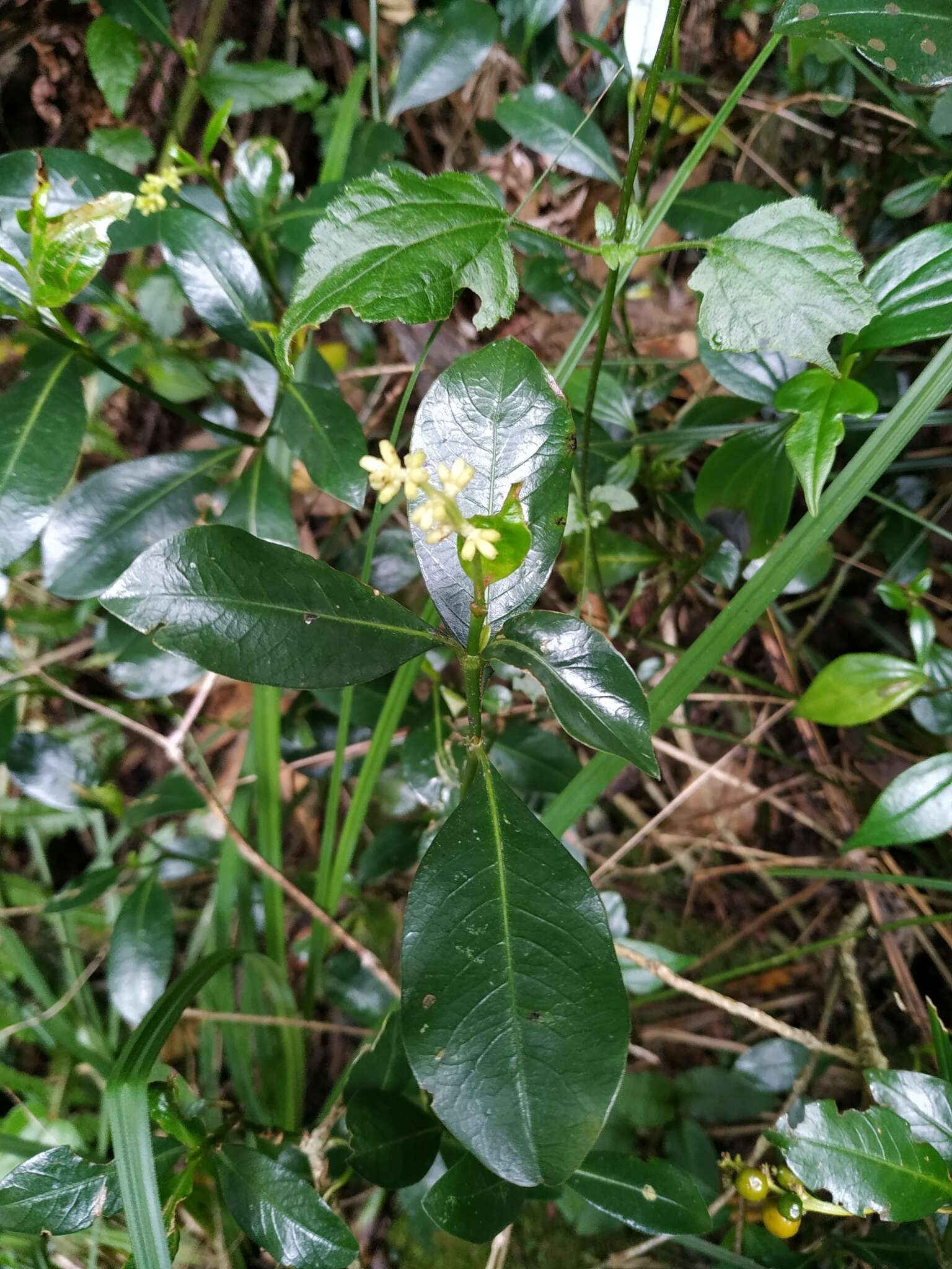 Image of Palicourea boqueronensis