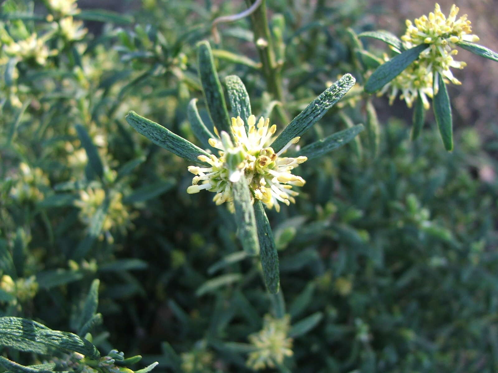 Image of Buxus sempervirens