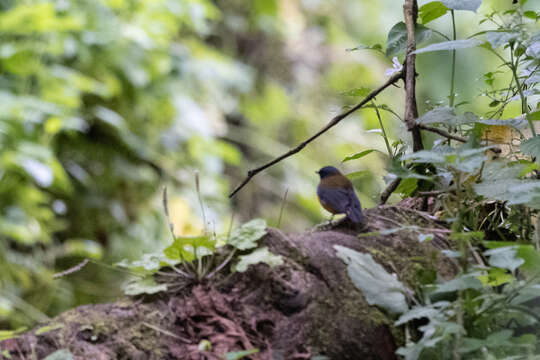 Image of Pogonocichla Cabanis 1847