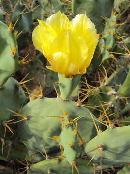 Image of Brownspine Pricklypear