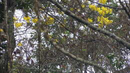 Image of Yellow trumpet tree