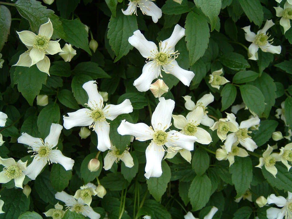 Image of Himalayan Clematis