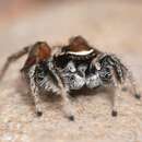 صورة Habronattus clypeatus (Banks 1895)