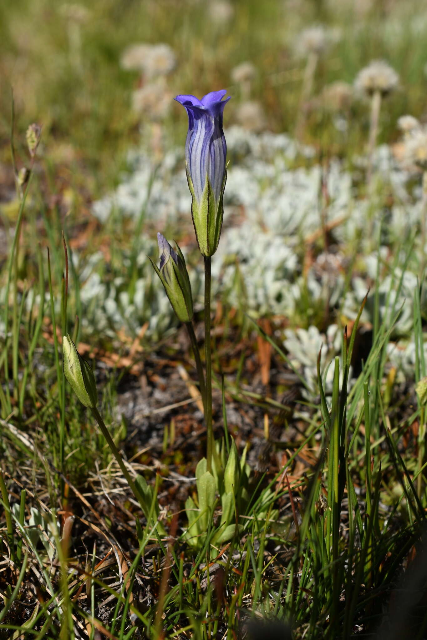 Image of Sierra fringed gentian