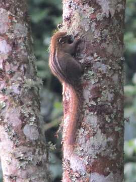 Image of Boehm's Bush Squirrel