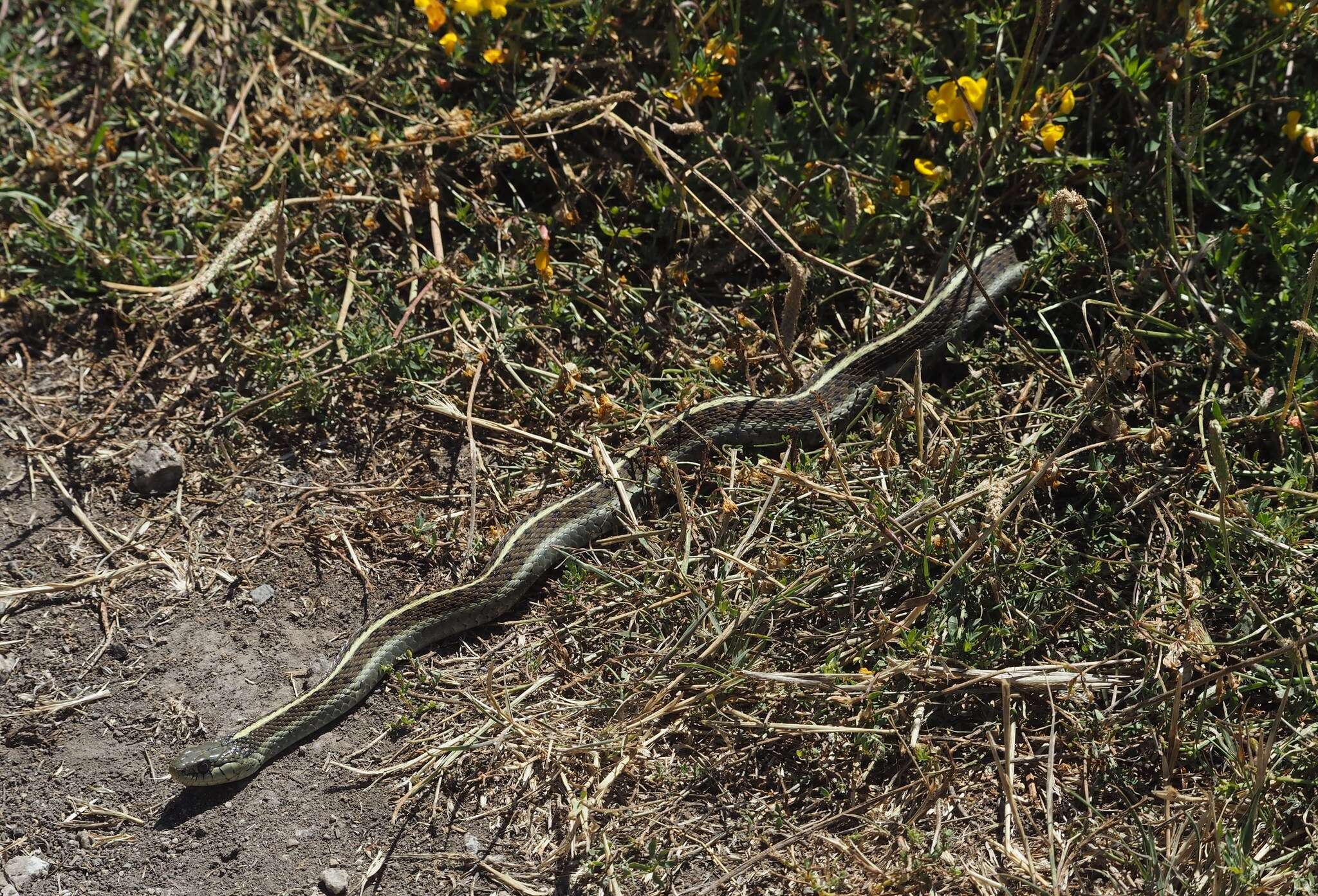 Image of Thamnophis elegans terrestris Fox 1951