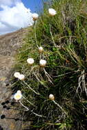 Image of Helichrysum monticola Hilliard