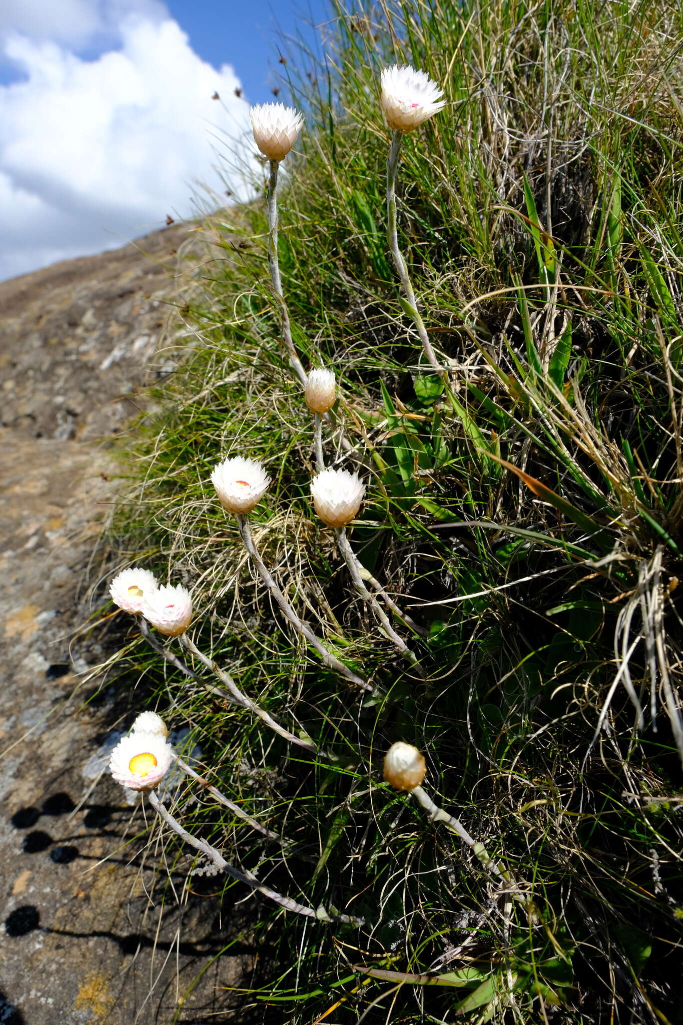 Image of Helichrysum monticola Hilliard