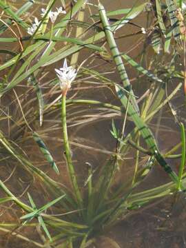 Image of Aponogeton angustifolius Aiton