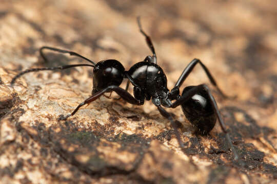 Image of Polyrhachis pilosa Donisthorpe 1938