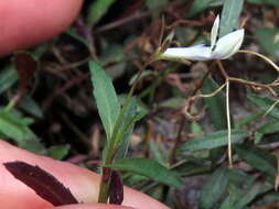 Image of Lobelia pubescens Aiton