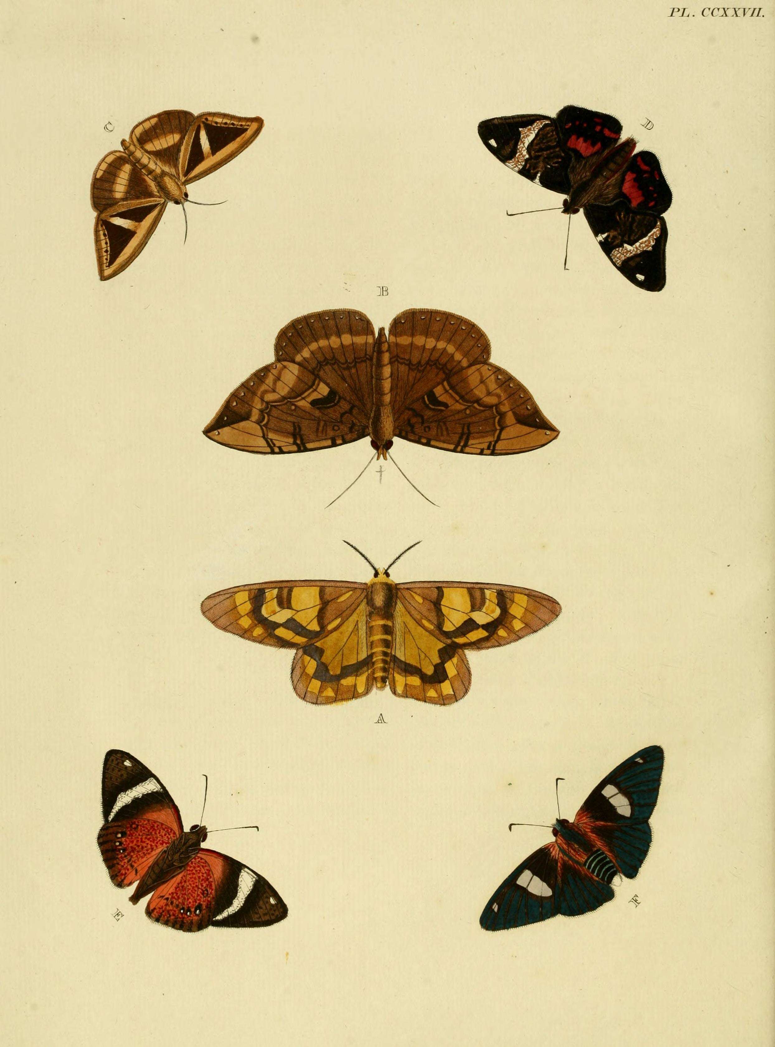 Image of Trigonodes cephise Cramer 1779