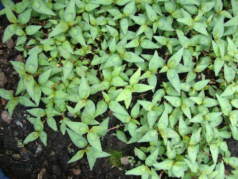 Imagem de Persicaria odorata (Lour.) Sojak