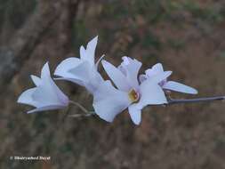 Image of Dendrobium barbatulum Lindl.