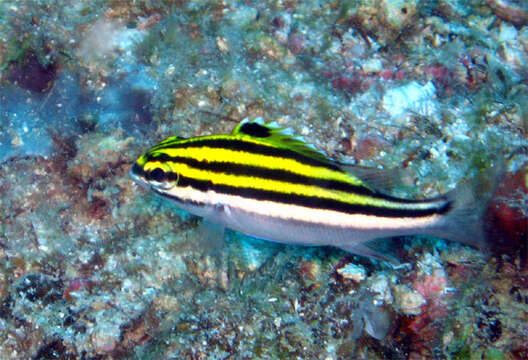 Image of two-lined monocle bream