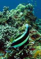 Image of Horned Bannerfish