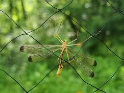 Sivun Hylobittacus apicalis (Hagen 1861) kuva