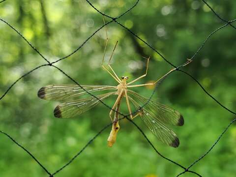 صورة Hylobittacus apicalis (Hagen 1861)