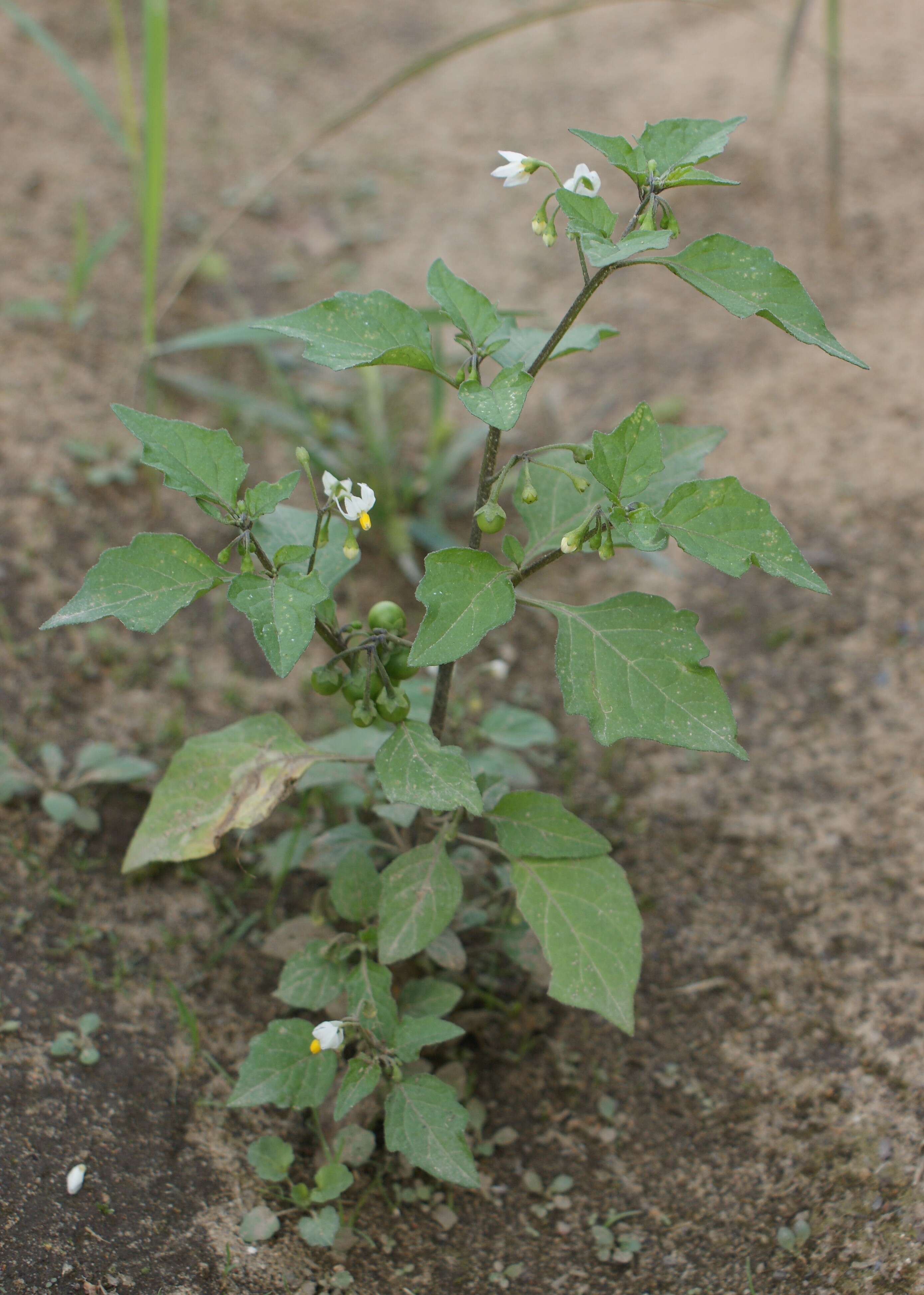 Plancia ëd Solanum nigrum L.