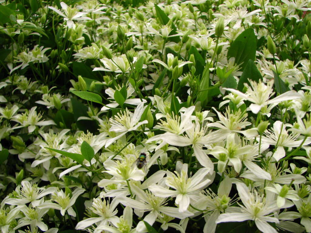 Imagem de Clematis terniflora DC.