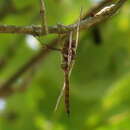 Image of Coppery Emerald