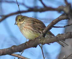 Image of Yellowhammer