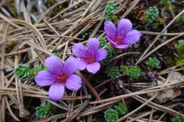 Image of Saxifraga oppositifolia subsp. paradoxa D. A. Webb