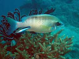 Image of Blue diesel wrasse