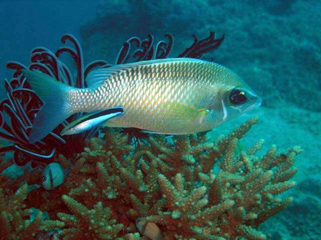 Image of Blue diesel wrasse