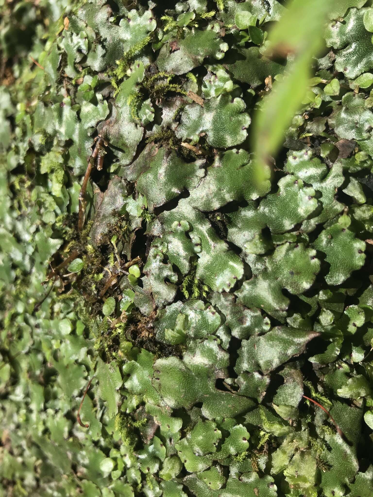 Image of Marchantia foliacea Mitt.