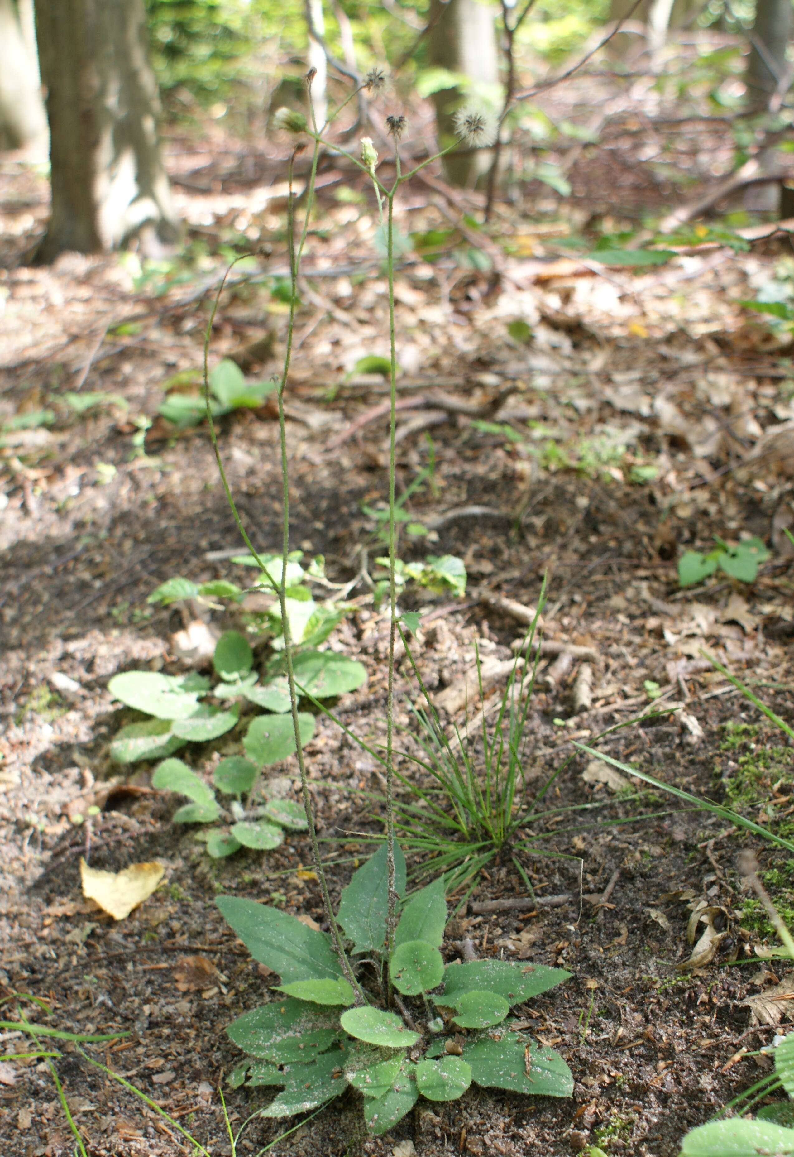 Image of few-leaved hawkweed