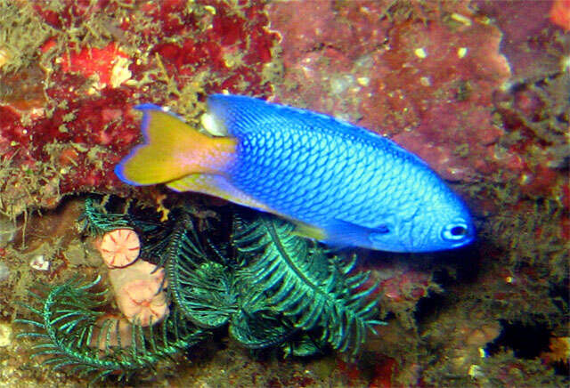 Image of Goldtail Demoiselle